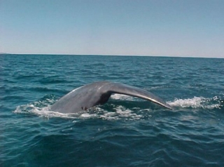 Ballena azul